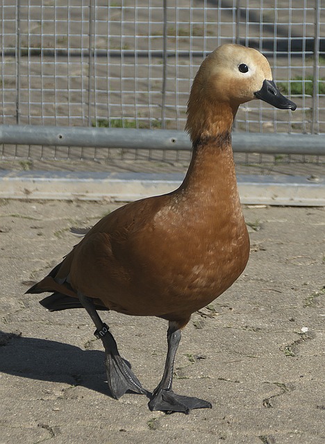 在资金回流