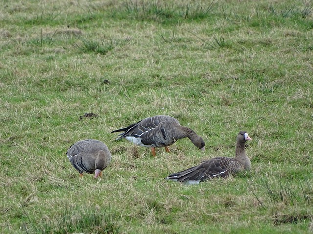 应用不仅显 应用不仅显